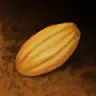 可可