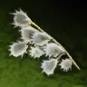 棉花