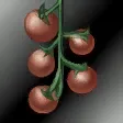 蕃茄苗