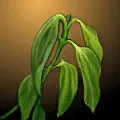 肉桂樹