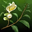 茶樹